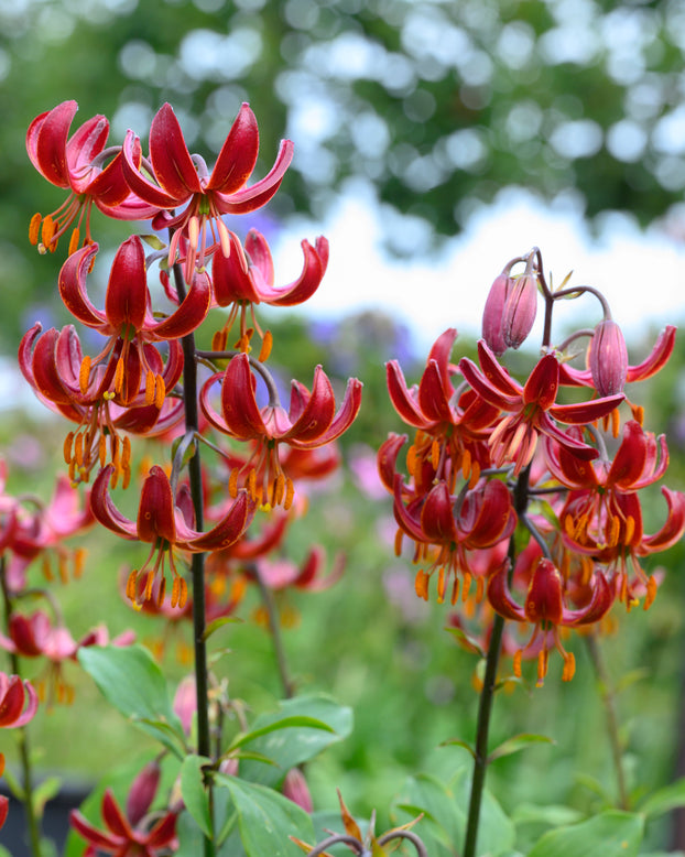 Lily 'Claude Shride'