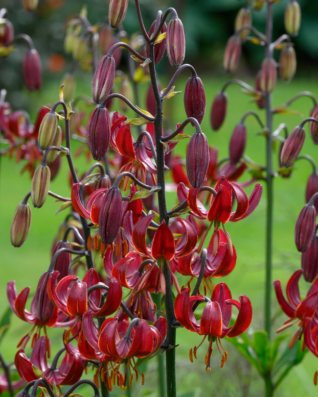 Lily 'Claude Shride'