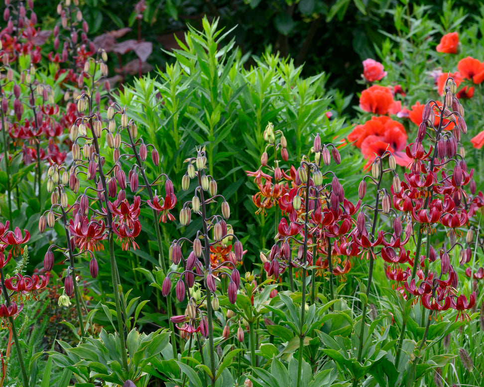 Lily 'Claude Shride'