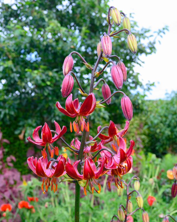 Lily 'Claude Shride'