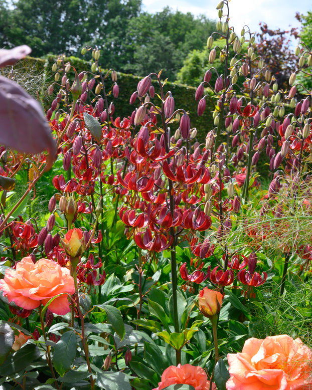 Lily 'Claude Shride'