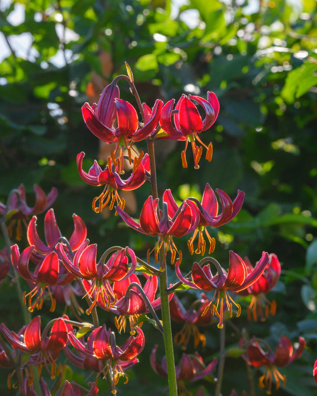 Lily 'Claude Shride'