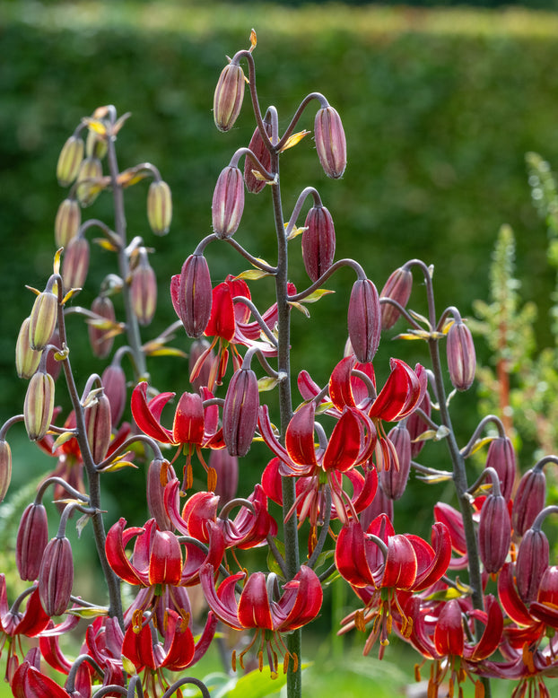 Lily 'Claude Shride'