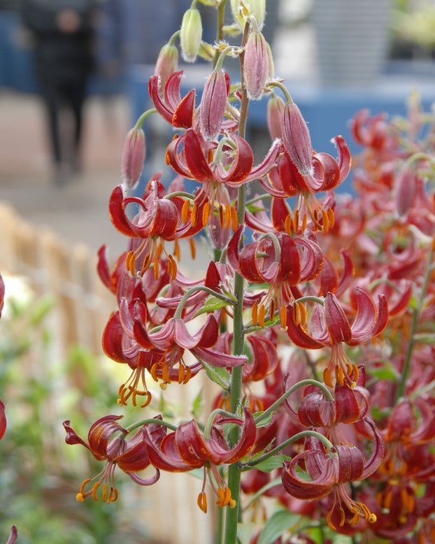 Lily 'Claude Shride'