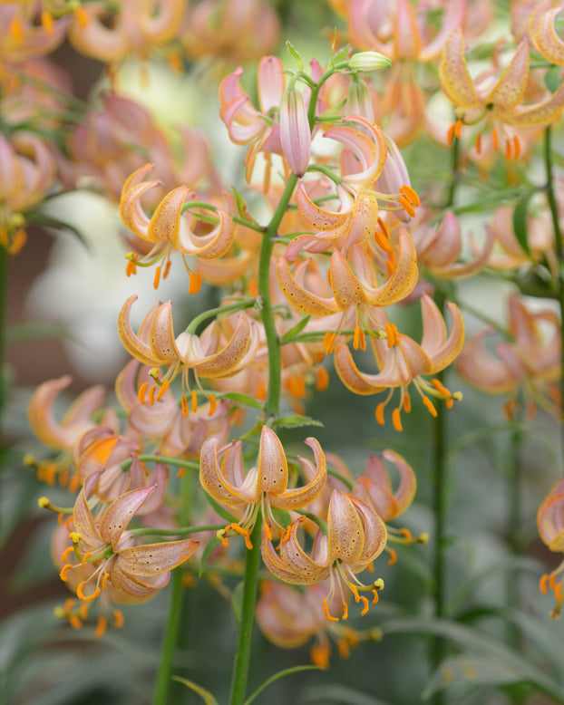 Lily 'Fairy Morning'