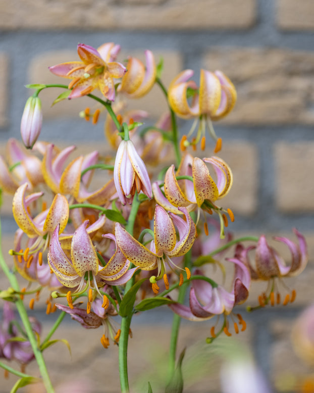 Lily 'Fairy Morning'