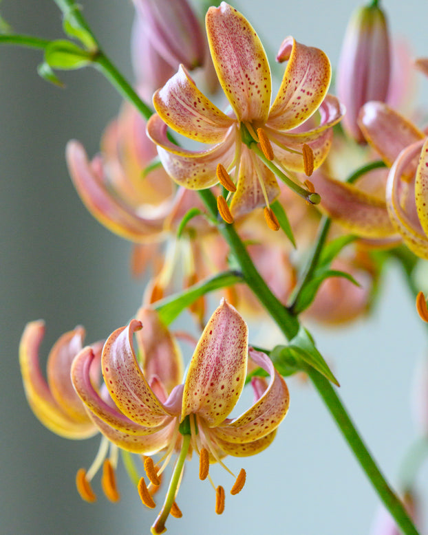 Lily 'Fairy Morning'