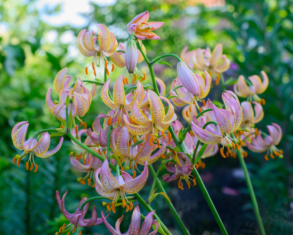 Lily 'Fairy Morning'