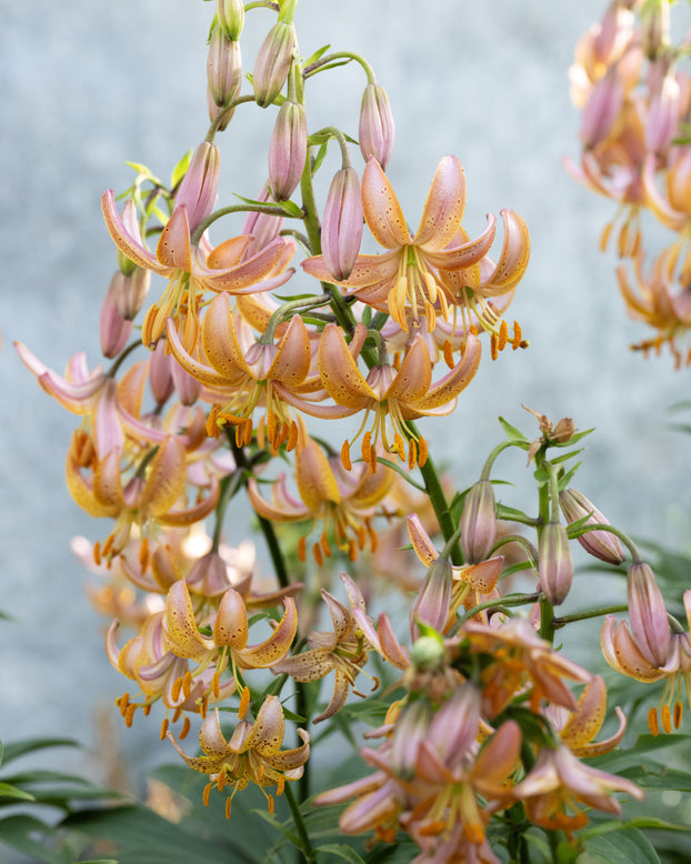 Lily 'Fairy Morning'