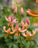 Lilium