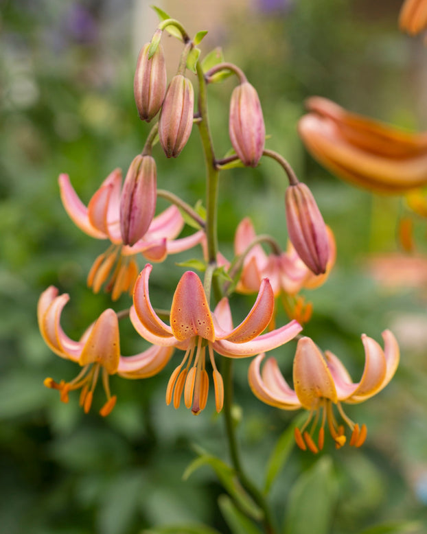 Lily 'Fairy Morning'