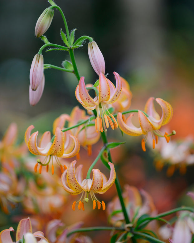 Lily 'Fairy Morning'