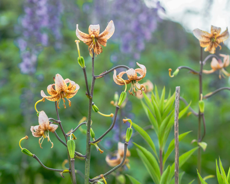 Lily 'Fairy Morning'
