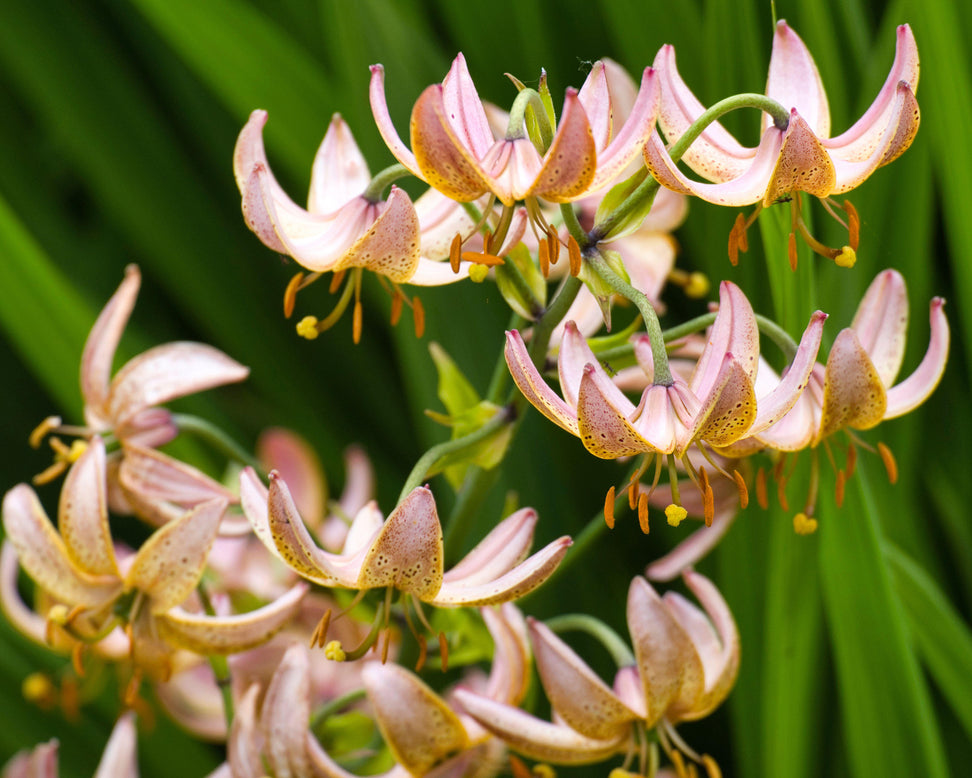 Lily 'Fairy Morning'