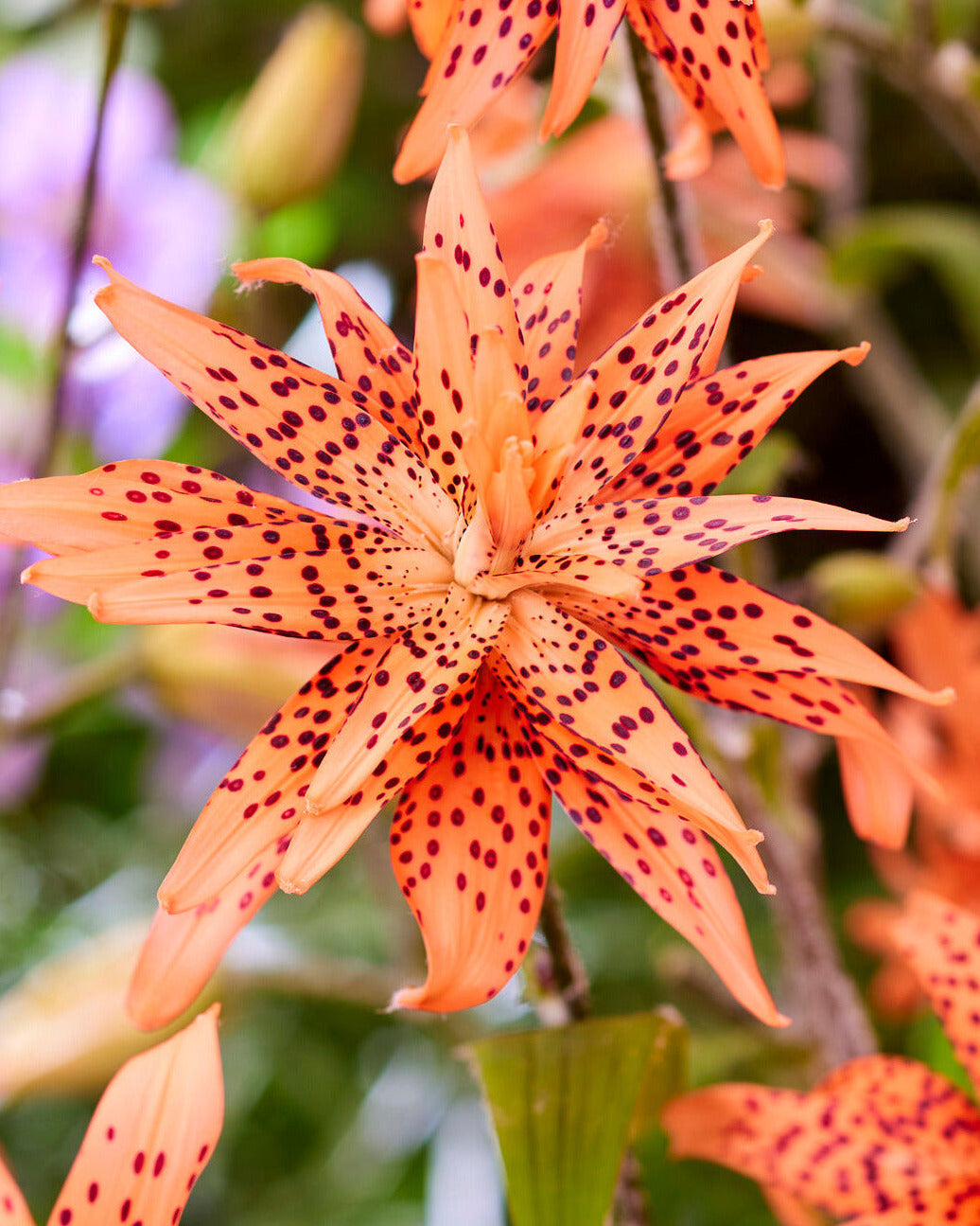 double tiger lilies Lilium lancifolium 'Flore Pleno' bulbs