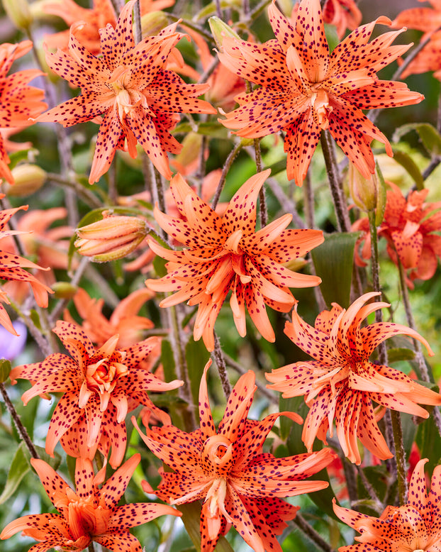 Lily 'Flore Pleno'
