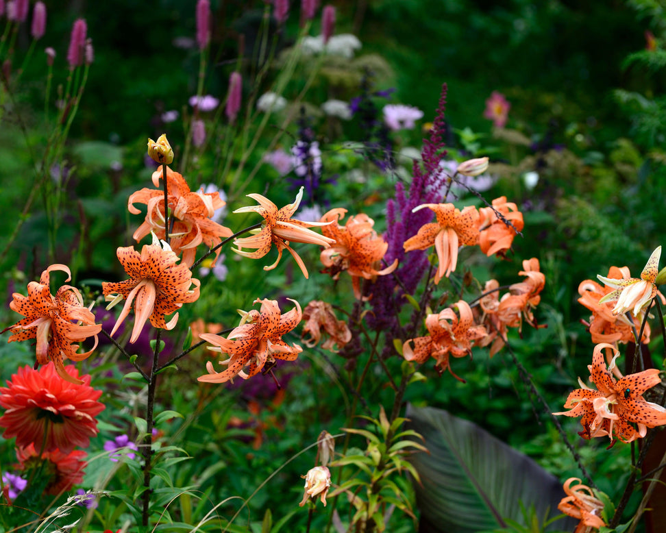Lily 'Flore Pleno'