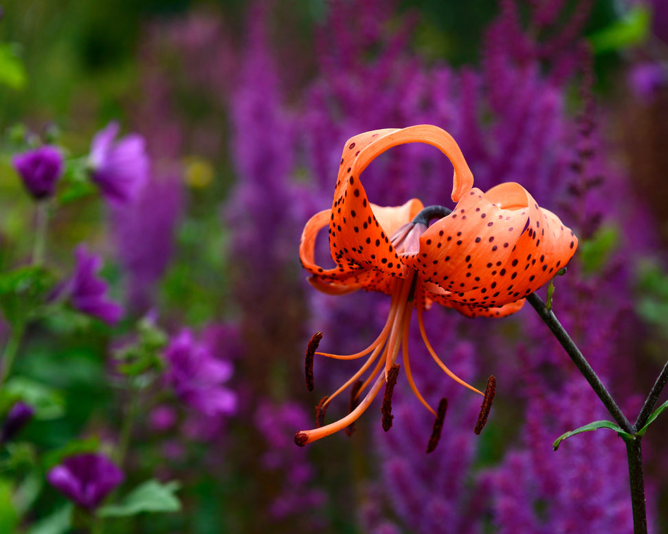Lily 'Flore Pleno'