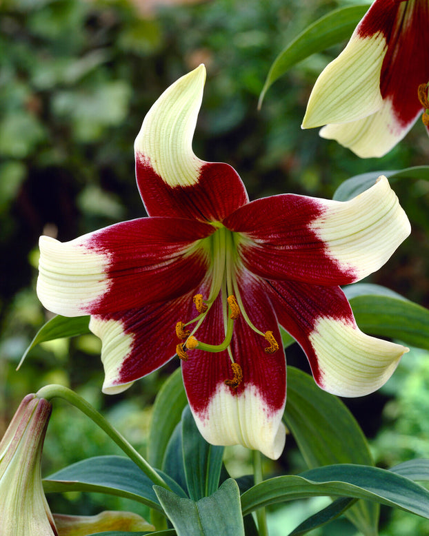 Lilium nepalense