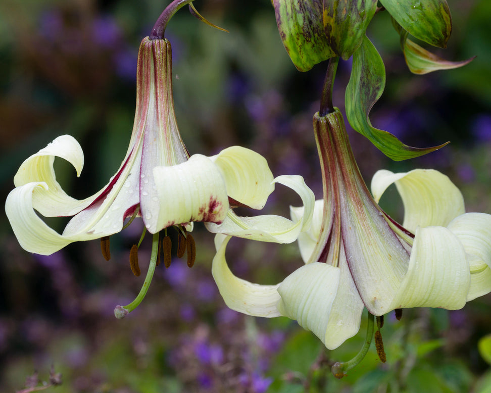 Lilium nepalense