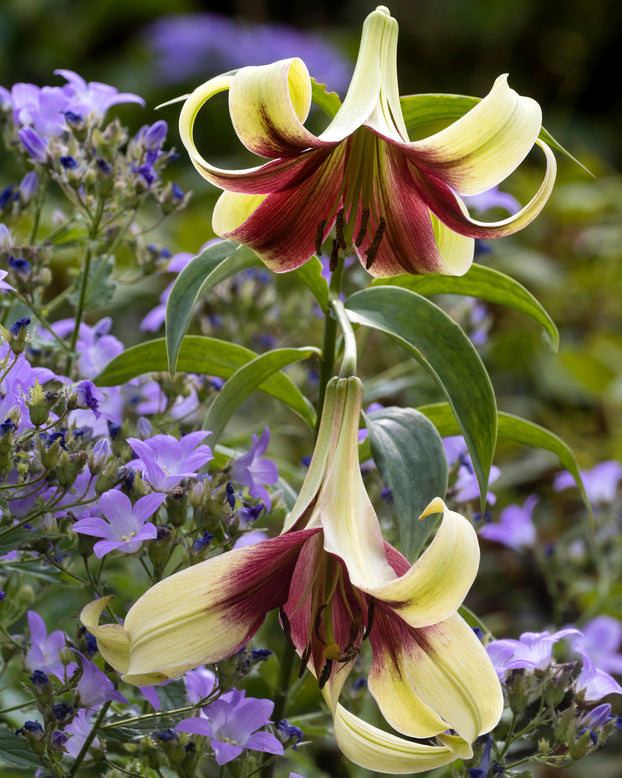 Lilium nepalense