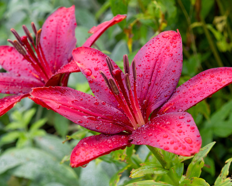 Lily 'November Rain'