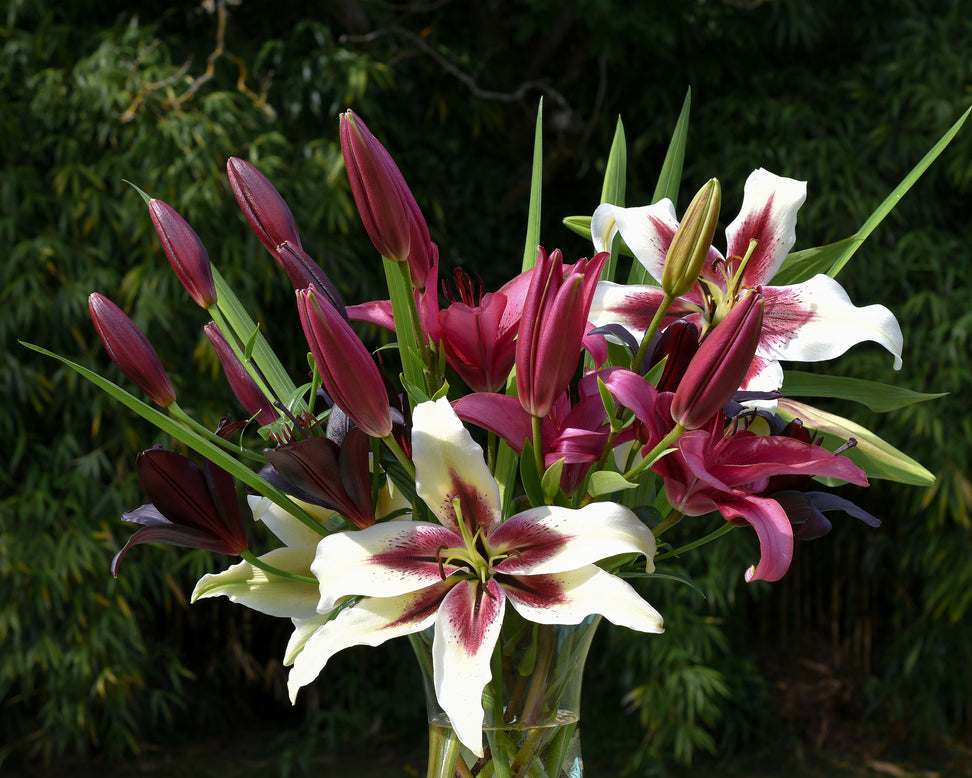 Lily 'November Rain'