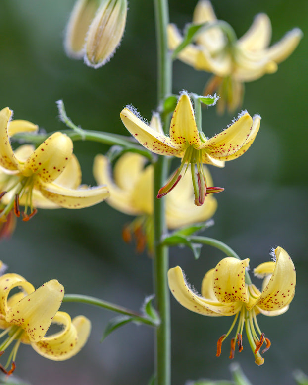 Lily 'Golden Morning'