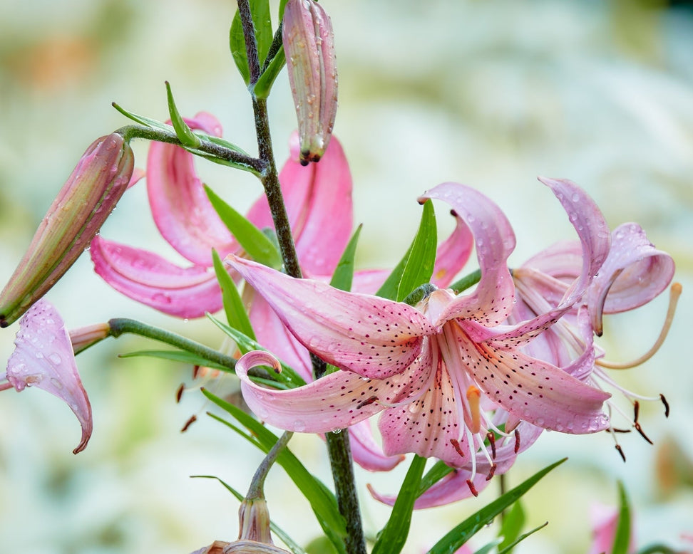 Lily 'Pink Morning'