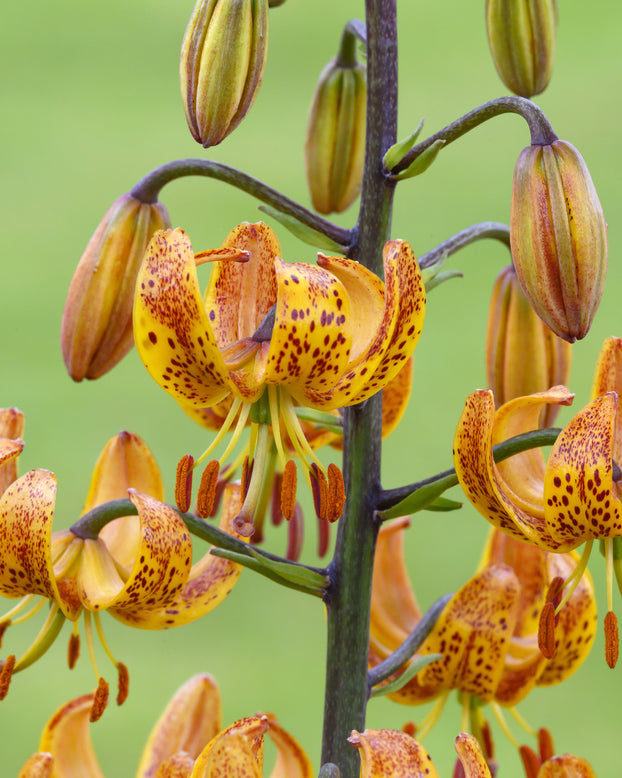 Lily 'Sunny Morning'