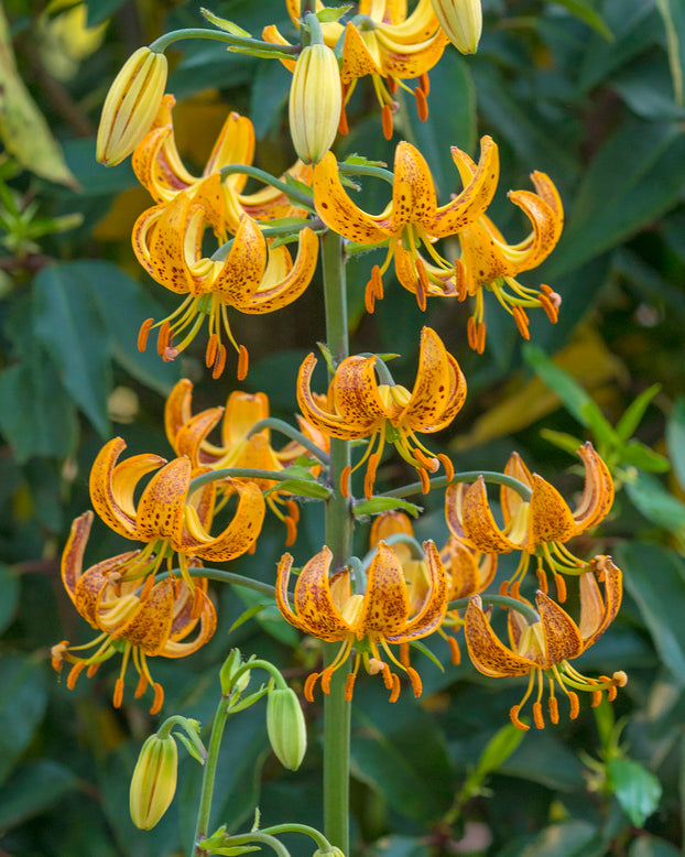 Lily 'Sunny Morning'