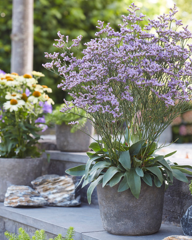 Limonium 'Dazzle Rocks'