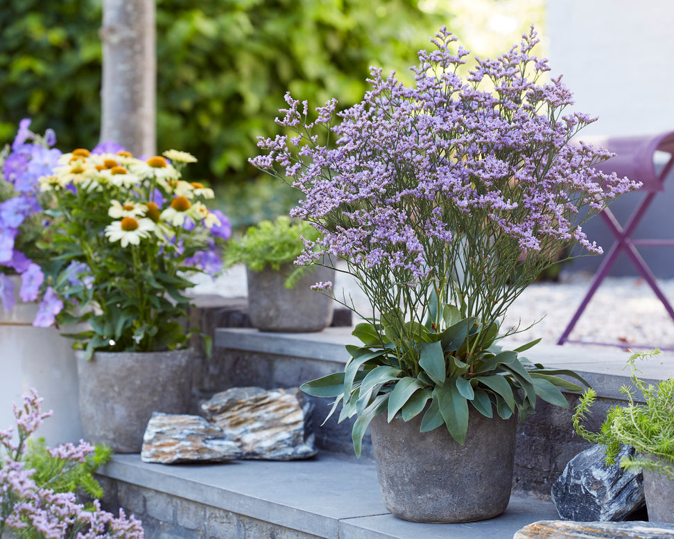 Limonium 'Dazzle Rocks'
