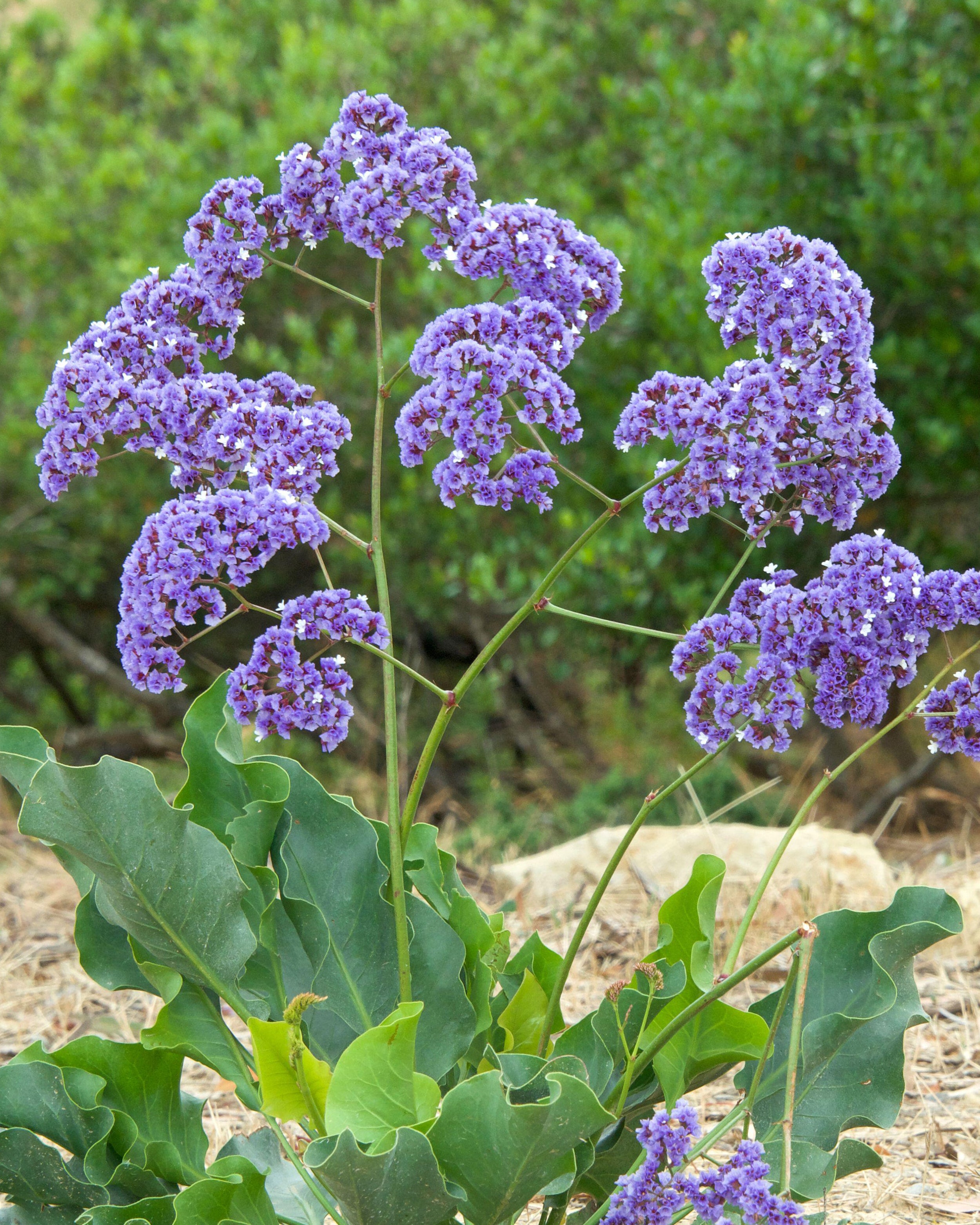 lavender bare root plants Limonium perezii (Perez's sea lavender) bare roots