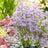 Limonium