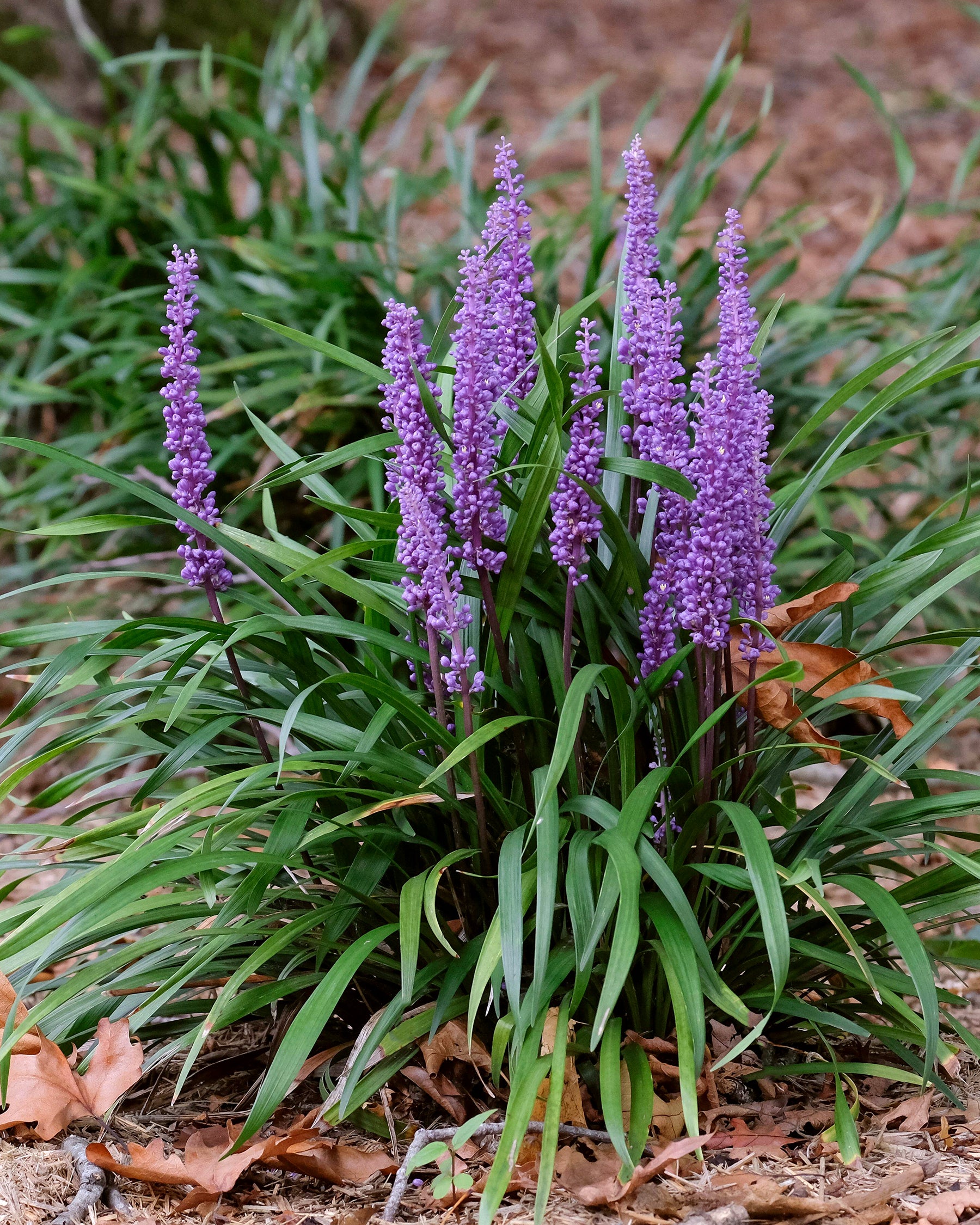 money maker plant images Liriope muscari 'Moneymaker' bare roots