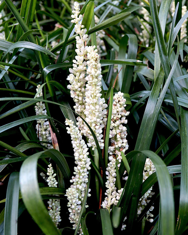 Liriope 'Monroe White'