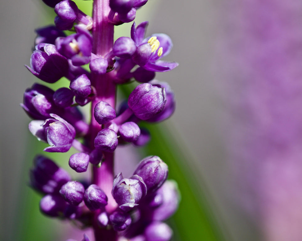 Liriope 'Royal Purple'