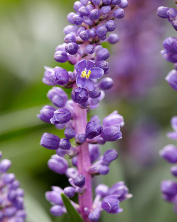 Liriope 'Royal Purple'