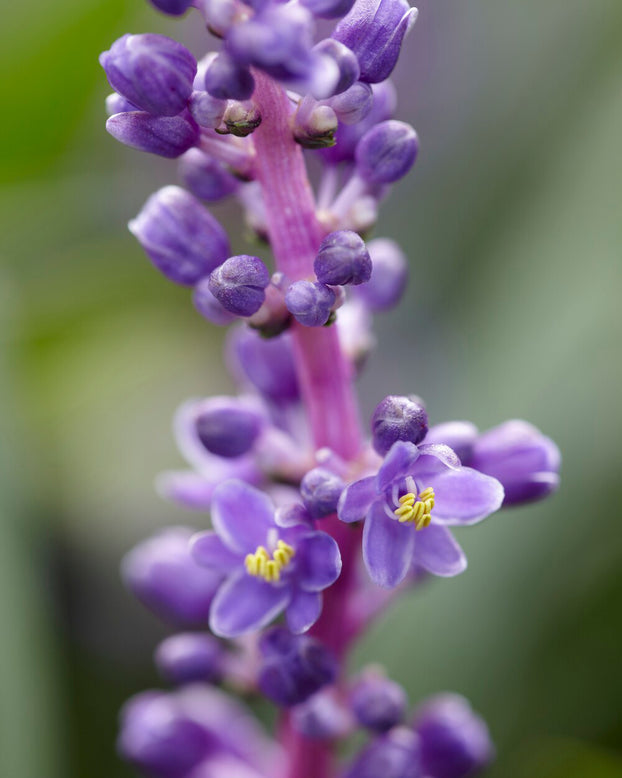 Liriope 'Royal Purple'