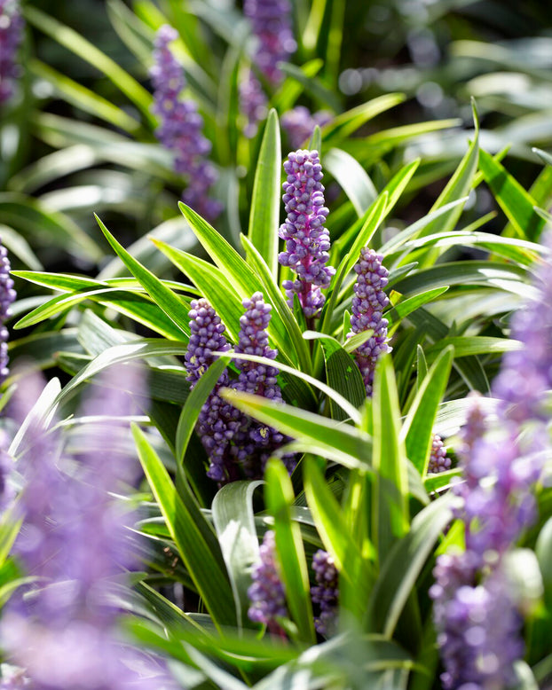Liriope 'Royal Purple'