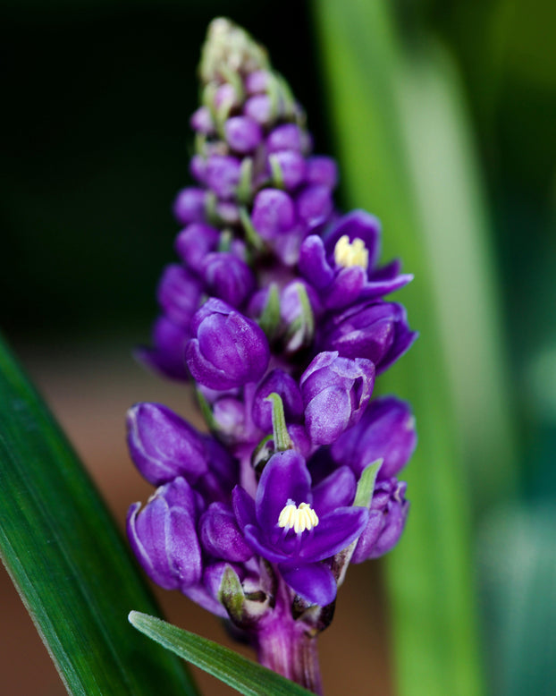 Liriope 'Royal Purple'