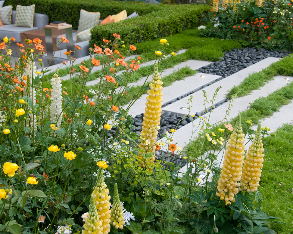 Lupinus 'Desert Sun'