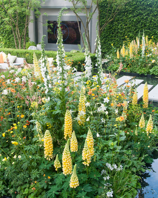 Lupinus 'Desert Sun'