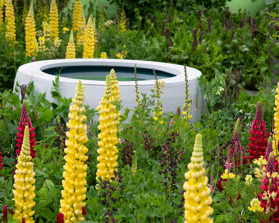 Lupinus 'Desert Sun'