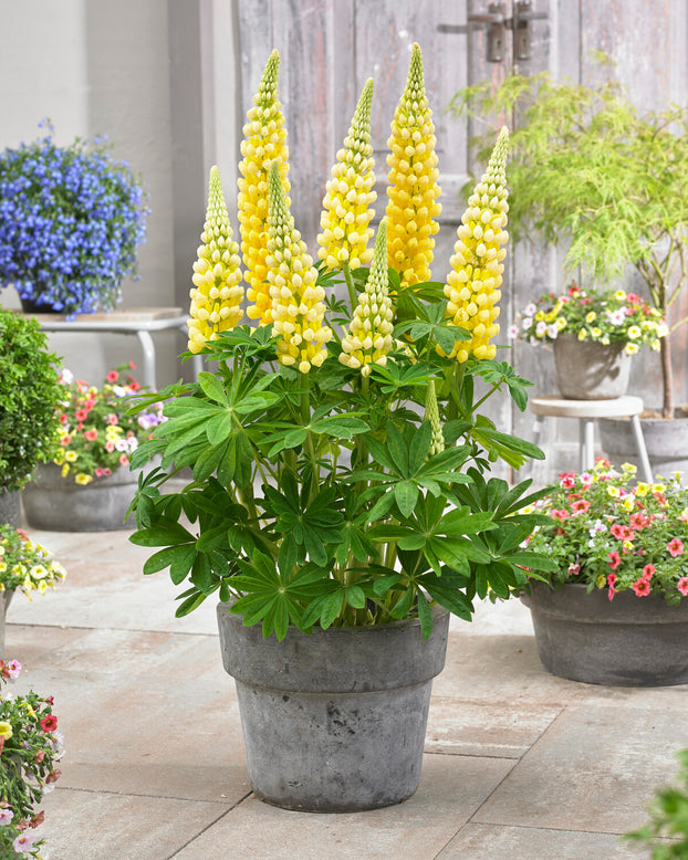 Lupinus 'Desert Sun'