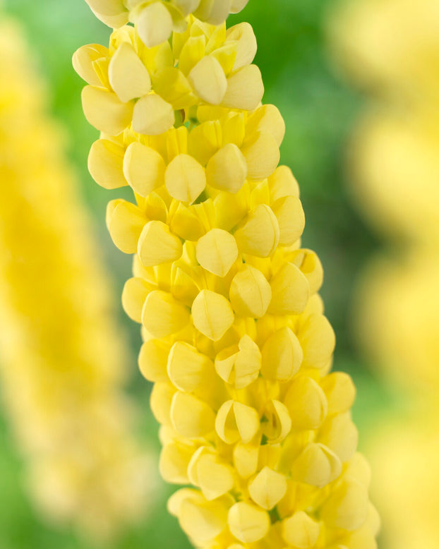 Lupinus 'Desert Sun'