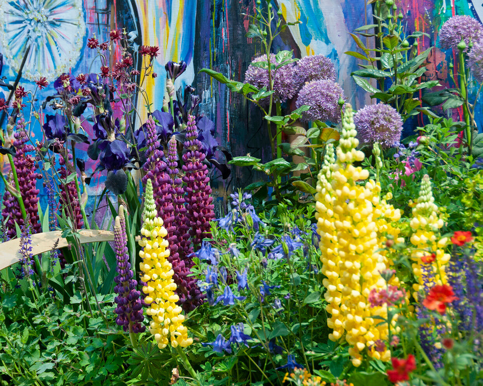 Lupinus 'Desert Sun'