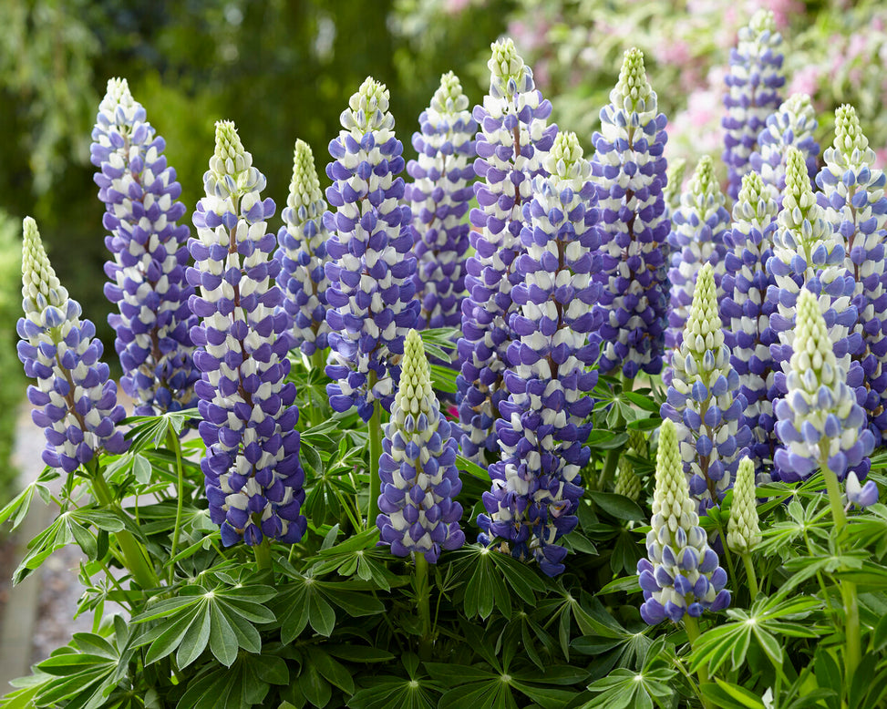 Lupinus 'King Canute'