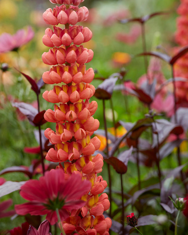 Lupinus 'Terracotta'